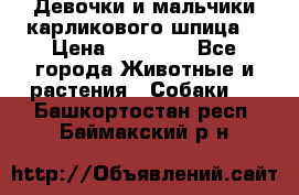 Девочки и мальчики карликового шпица  › Цена ­ 20 000 - Все города Животные и растения » Собаки   . Башкортостан респ.,Баймакский р-н